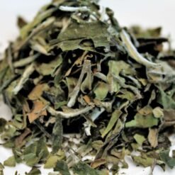 Green Tea Leave